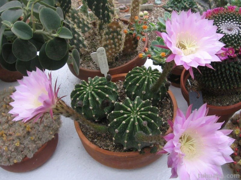 9类很容易养开花的仙人掌植物，适合盆栽，花朵像昙花，像菊花