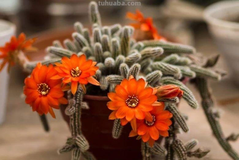 9类很容易养开花的仙人掌植物，适合盆栽，花朵像昙花，像菊花