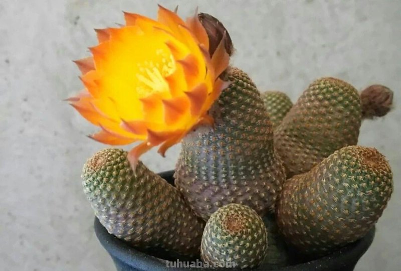 9类很容易养开花的仙人掌植物，适合盆栽，花朵像昙花，像菊花