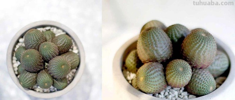 9类很容易养开花的仙人掌植物，适合盆栽，花朵像昙花，像菊花