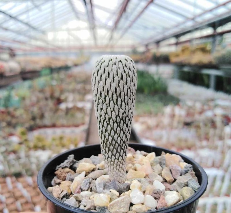 9类很容易养开花的仙人掌植物，适合盆栽，花朵像昙花，像菊花