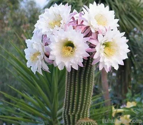 7种长相清奇的室内盆栽仙人掌，还能在顶部开花艳丽大花