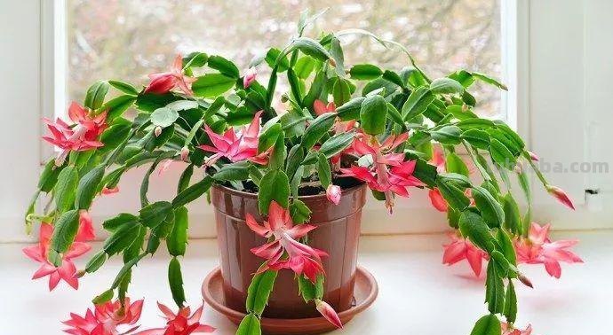 7种长相清奇的室内盆栽仙人掌，还能在顶部开花艳丽大花