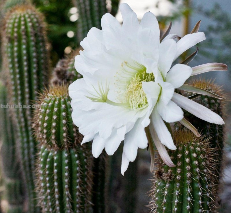 7种长相清奇的室内盆栽仙人掌，还能在顶部开花艳丽大花