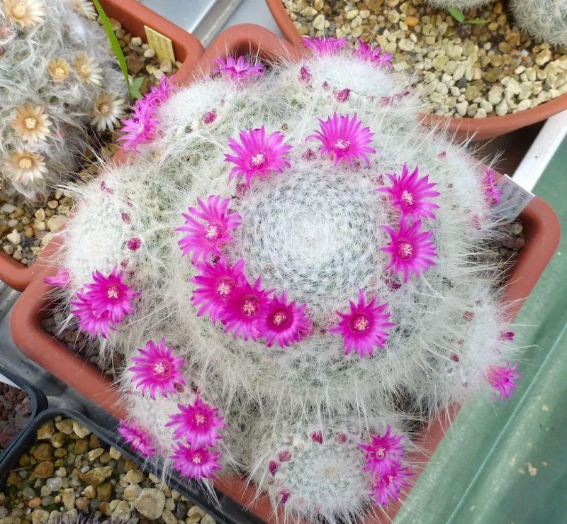 7种长相清奇的室内盆栽仙人掌，还能在顶部开花艳丽大花