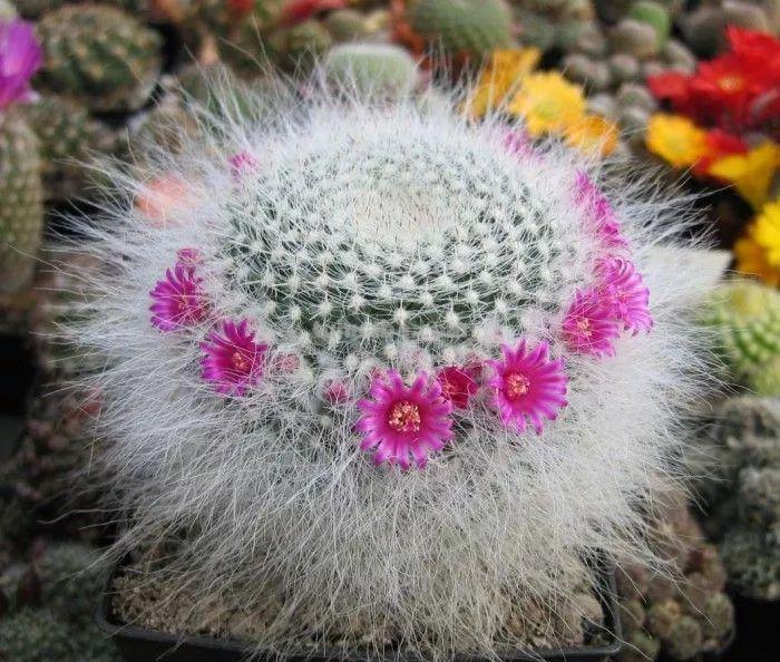 7种长相清奇的室内盆栽仙人掌，还能在顶部开花艳丽大花