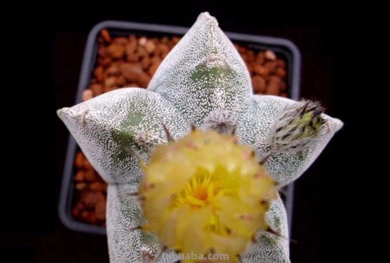 7种长相清奇的室内盆栽仙人掌，还能在顶部开花艳丽大花