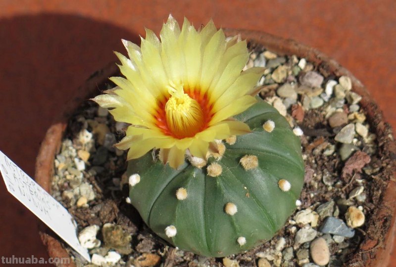 7种长相清奇的室内盆栽仙人掌，还能在顶部开花艳丽大花