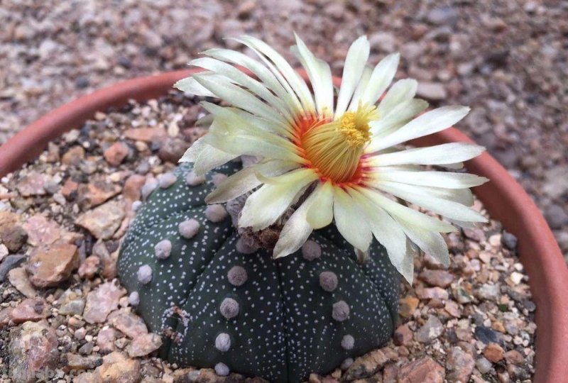 7种长相清奇的室内盆栽仙人掌，还能在顶部开花艳丽大花