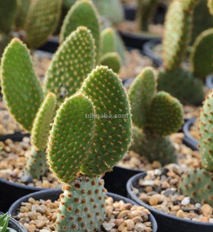 7种长相清奇的室内盆栽仙人掌，还能在顶部开花艳丽大花