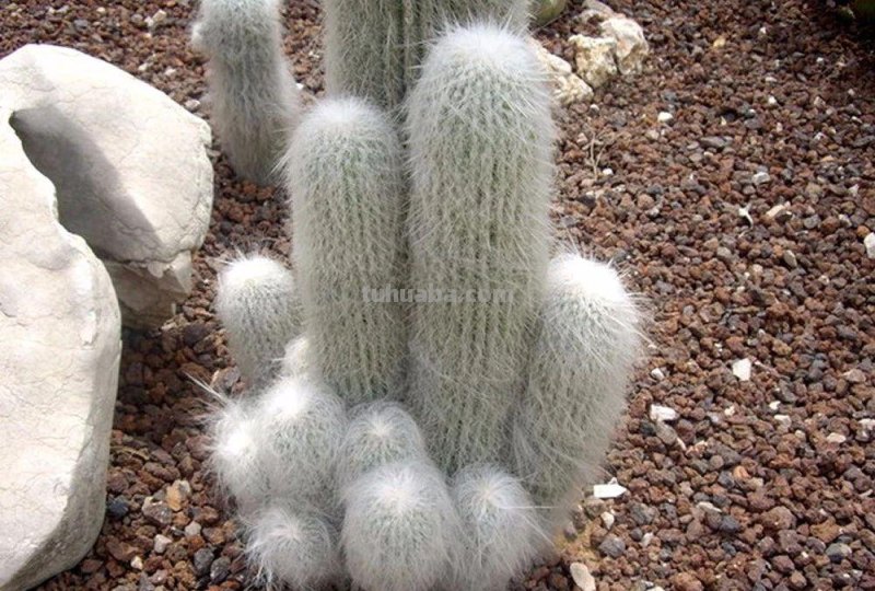 7种长相清奇的室内盆栽仙人掌，还能在顶部开花艳丽大花