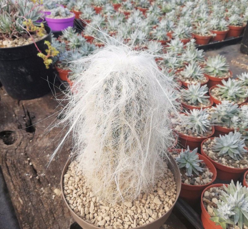 7种长相清奇的室内盆栽仙人掌，还能在顶部开花艳丽大花