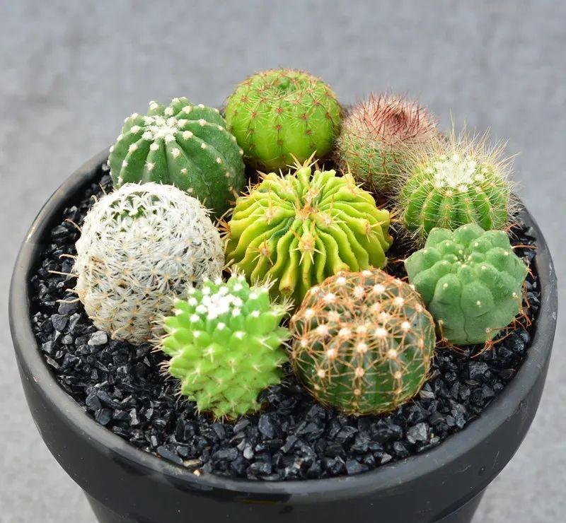 冬天盆栽仙人球，做好3件事，安全过冬，球体又肥又壮