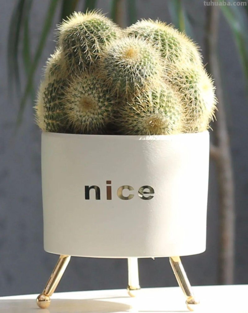 冬天盆栽仙人球，做好3件事，安全过冬，球体又肥又壮