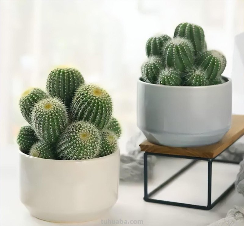 冬天盆栽仙人球，做好3件事，安全过冬，球体又肥又壮