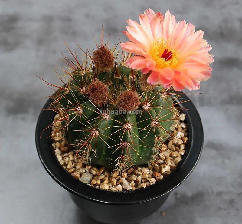 冬天盆栽仙人球，做好3件事，安全过冬，球体又肥又壮