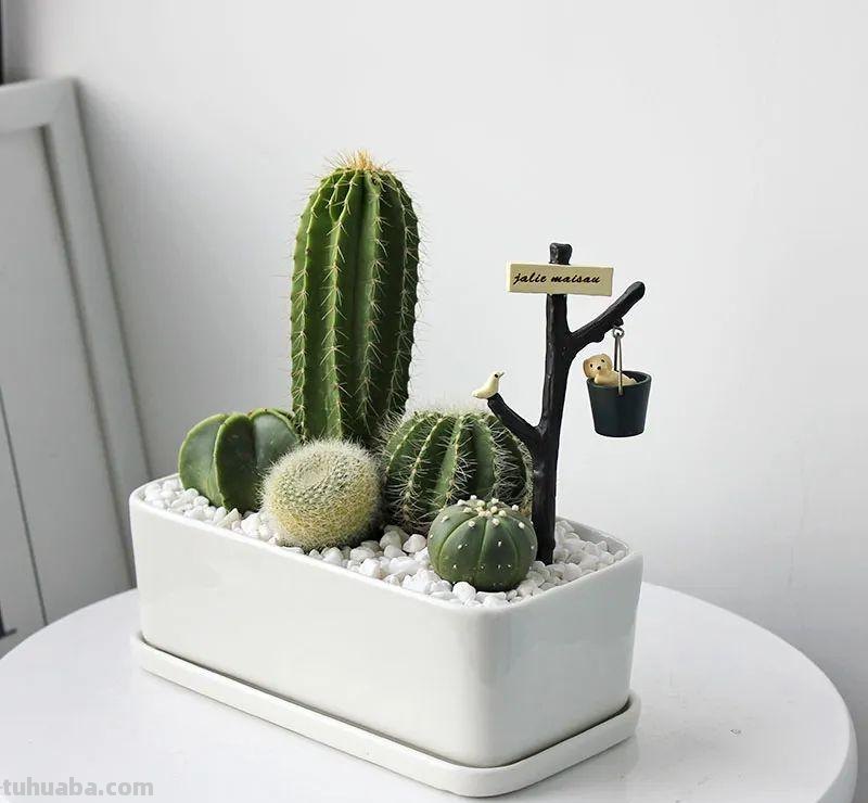 冬天盆栽仙人球，做好3件事，安全过冬，球体又肥又壮