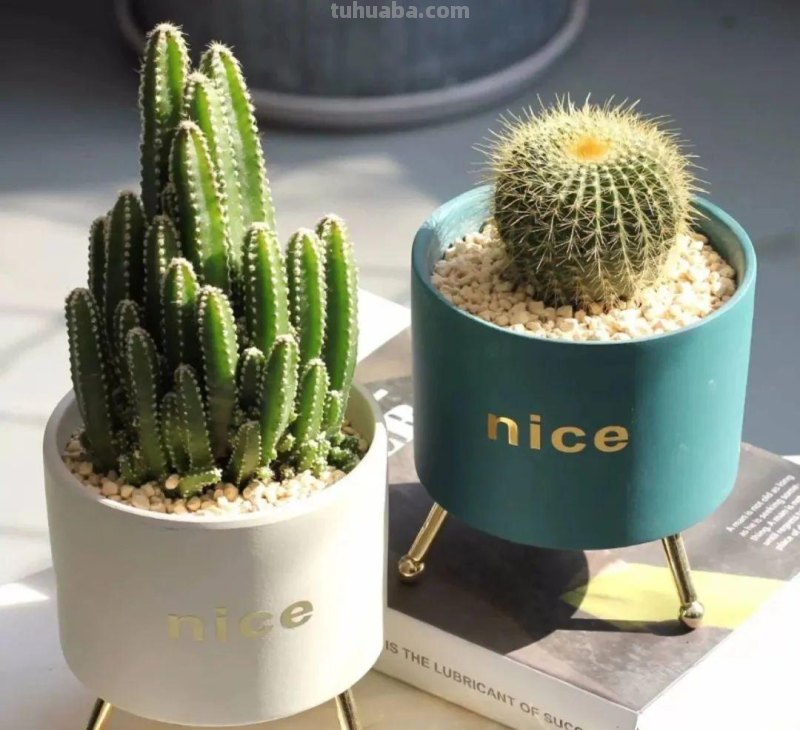 冬天盆栽仙人球，做好3件事，安全过冬，球体又肥又壮