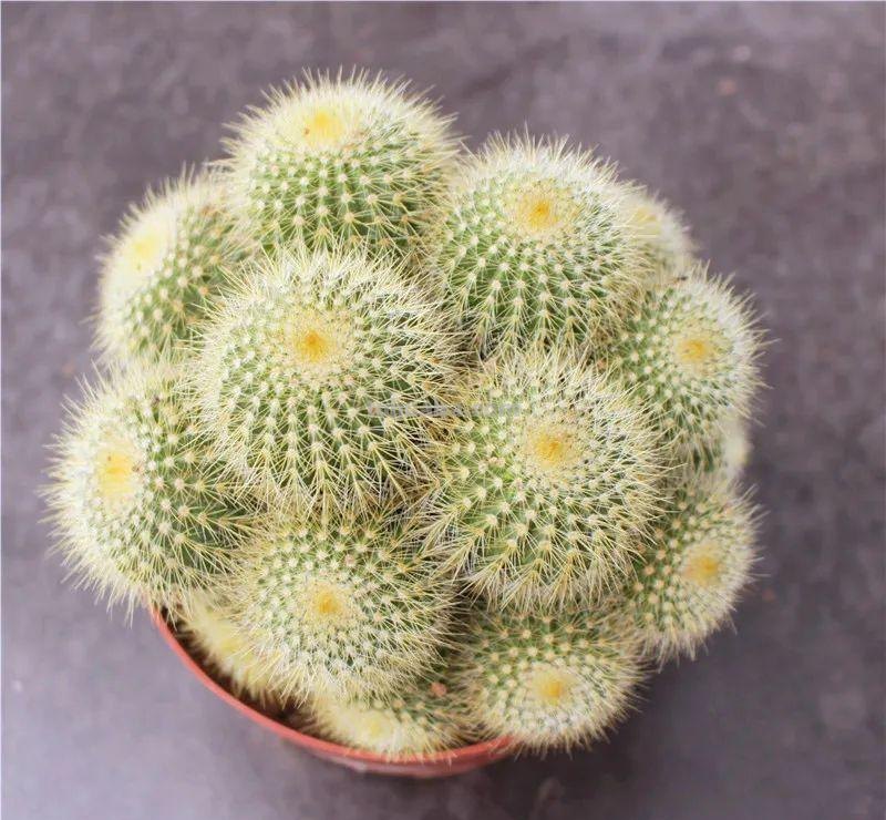 冬天盆栽仙人球，做好3件事，安全过冬，球体又肥又壮