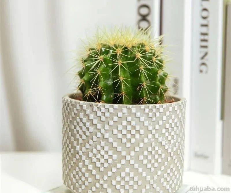 冬天盆栽仙人球，做好3件事，安全过冬，球体又肥又壮