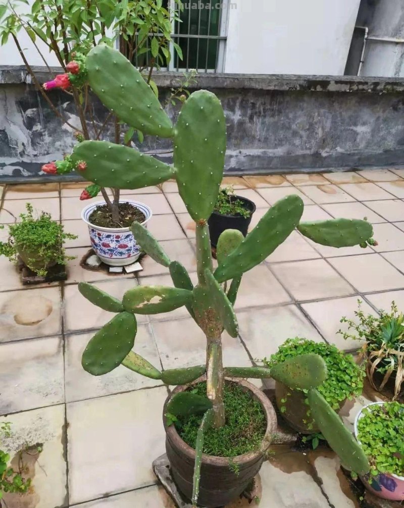 室内的仙人掌养了一年后,没有一点变化,想让它开花就是妄想 室内的仙人掌养了一年后,没有一点变化,想让它开花就是妄想