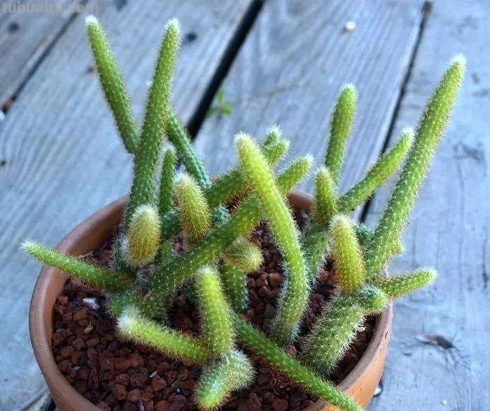 室内的仙人掌养了一年后,没有一点变化,想让它开花就是妄想 室内的仙人掌养了一年后,没有一点变化,想让它开花就是妄想