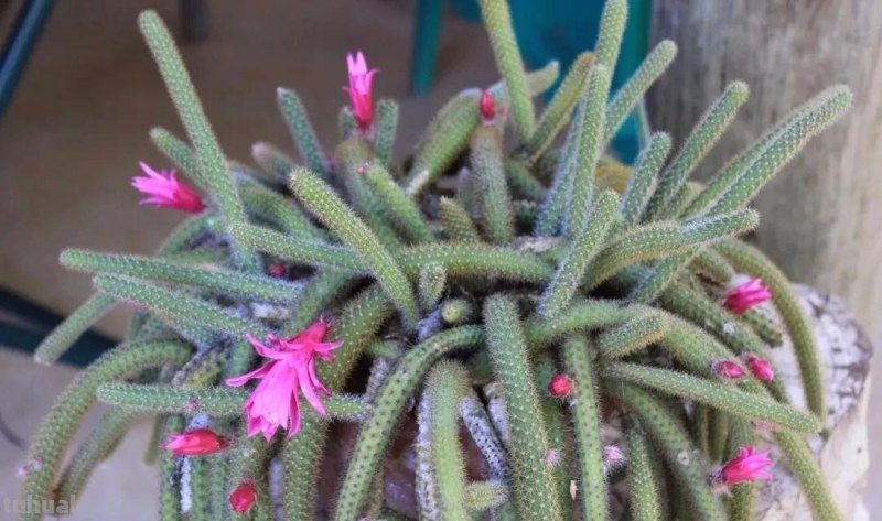 室内的仙人掌养了一年后,没有一点变化,想让它开花就是妄想 室内的仙人掌养了一年后,没有一点变化,想让它开花就是妄想