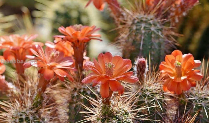 室内的仙人掌养了一年后,没有一点变化,想让它开花就是妄想 室内的仙人掌养了一年后,没有一点变化,想让它开花就是妄想