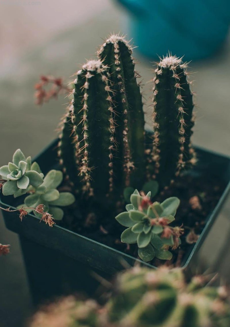 室内的仙人掌养了一年后,没有一点变化,想让它开花就是妄想 室内的仙人掌养了一年后,没有一点变化,想让它开花就是妄想