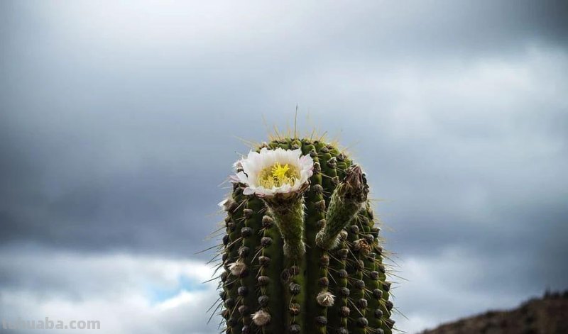 室内的仙人掌养了一年后,没有一点变化,想让它开花就是妄想 室内的仙人掌养了一年后,没有一点变化,想让它开花就是妄想