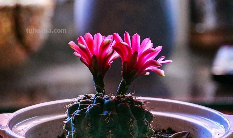 室内的仙人掌养了一年后,没有一点变化,想让它开花就是妄想 室内的仙人掌养了一年后,没有一点变化,想让它开花就是妄想