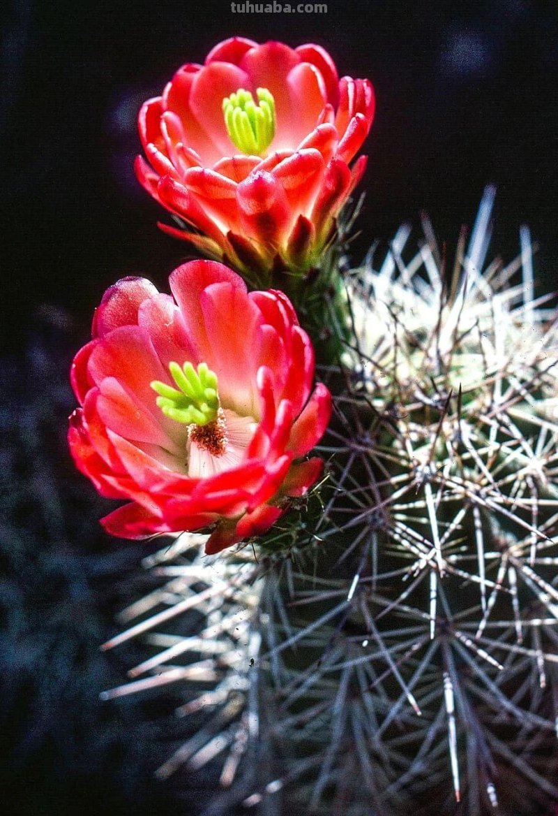 室内的仙人掌养了一年后,没有一点变化,想让它开花就是妄想 室内的仙人掌养了一年后,没有一点变化,想让它开花就是妄想