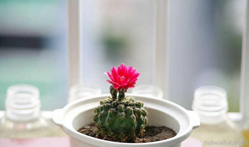 室内的仙人掌养了一年后,没有一点变化,想让它开花就是妄想 室内的仙人掌养了一年后,没有一点变化,想让它开花就是妄想