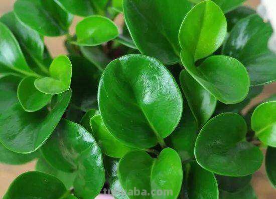 办公桌就养“7种花”，浇点水就疯长，小巧又茂盛，一年长满盆