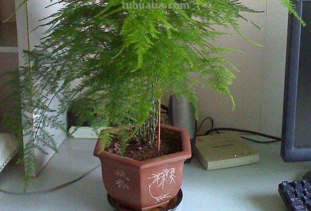 办公桌就养“7种花”，浇点水就疯长，小巧又茂盛，一年长满盆