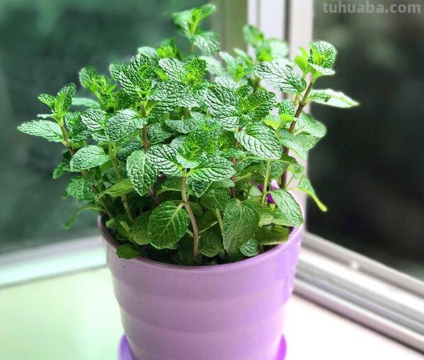 办公桌就养“7种花”，浇点水就疯长，小巧又茂盛，一年长满盆