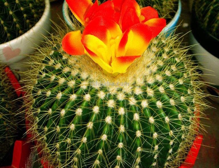 办公桌就养“7种花”，浇点水就疯长，小巧又茂盛，一年长满盆