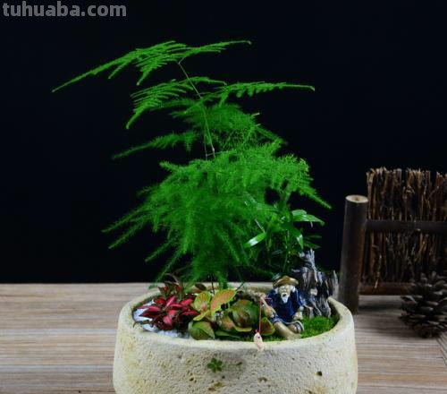 办公桌就养“7种花”，浇点水就疯长，小巧又茂盛，一年长满盆