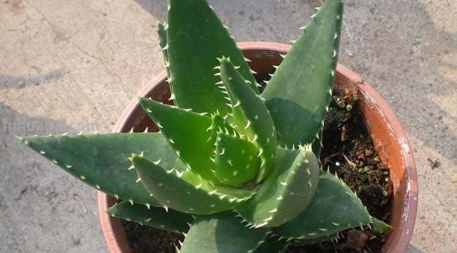 办公桌就养“7种花”，浇点水就疯长，小巧又茂盛，一年长满盆