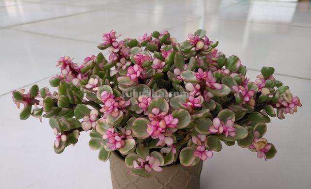 办公桌就养“7种花”，浇点水就疯长，小巧又茂盛，一年长满盆