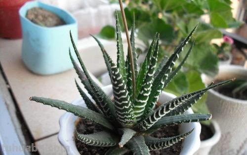 办公桌就养“7种花”，浇点水就疯长，小巧又茂盛，一年长满盆