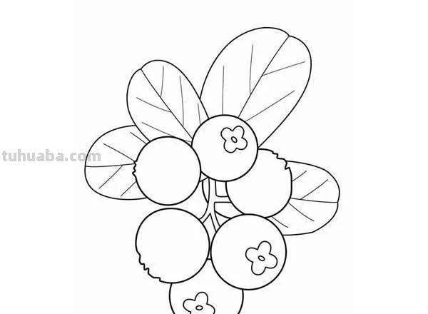 每天学一幅简笔画-一大波水果简笔画图片大全