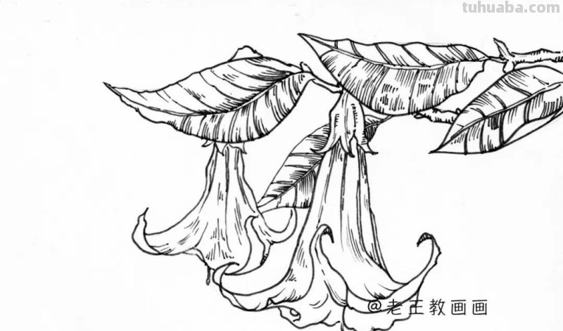 简单易上手，随便拿支笔就能画，手绘花卉线稿教程