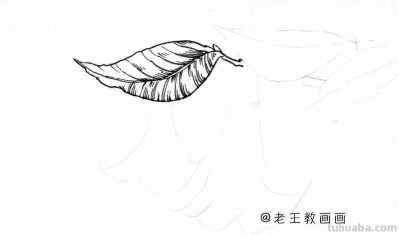 简单易上手，随便拿支笔就能画，手绘花卉线稿教程