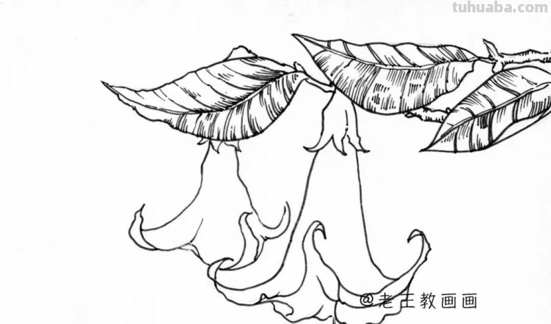 简单易上手，随便拿支笔就能画，手绘花卉线稿教程