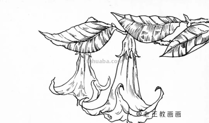 简单易上手，随便拿支笔就能画，手绘花卉线稿教程