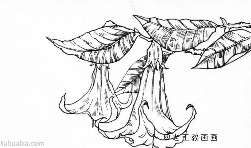 简单易上手，随便拿支笔就能画，手绘花卉线稿教程