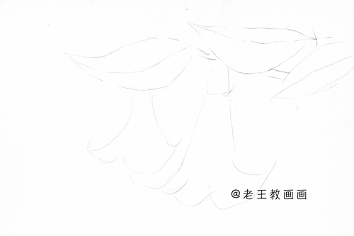 简单易上手，随便拿支笔就能画，手绘花卉线稿教程