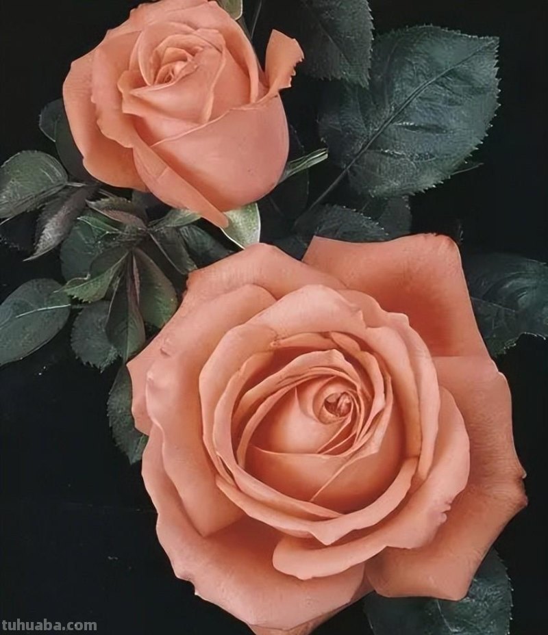 零基础画花的小教程，拿走不谢