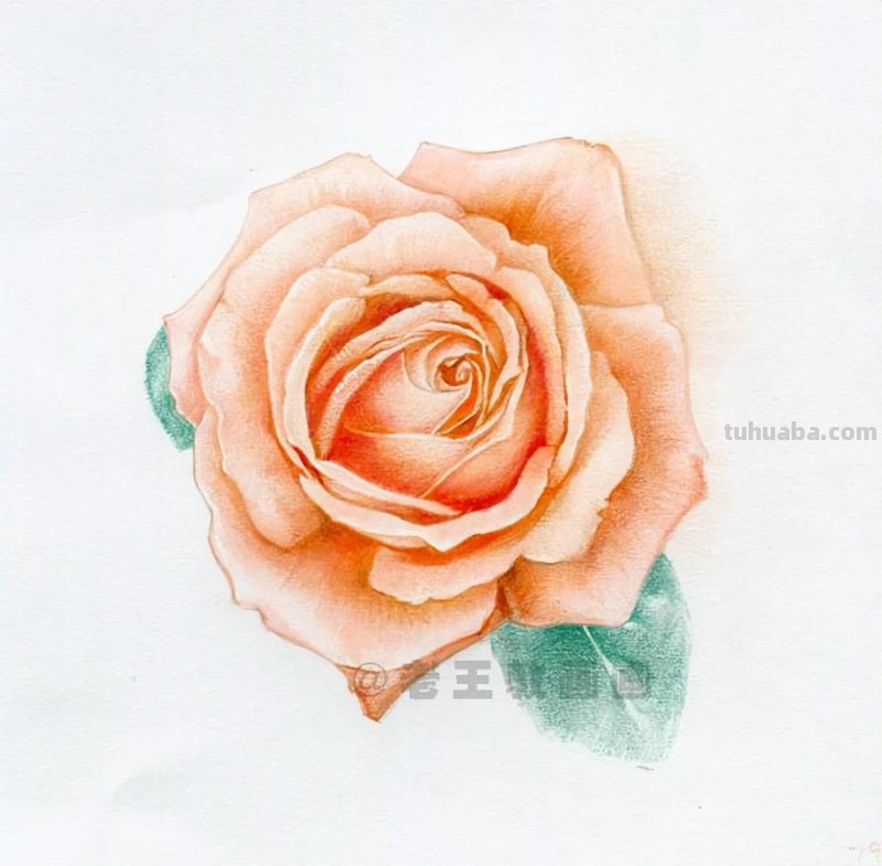 零基础画花的小教程，拿走不谢